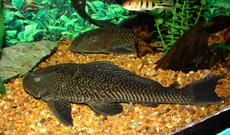 House of Tropicals Fresh Water Fish t-hot-035